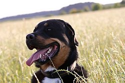 Rottweiler-Mix-001.jpg