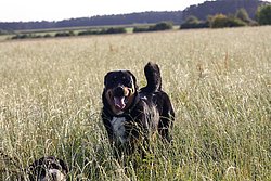 Rottweiler-Mix-002.jpg