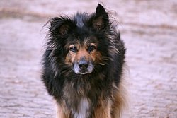 Schferhund-Mix-001.JPG