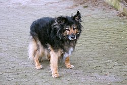 Schferhund-Mix-002.JPG