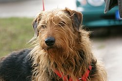 Schnauzer-Mix-001.JPG