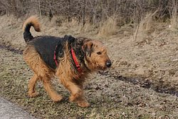Schnauzer-Mix-002.JPG
