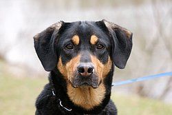 Sennenhund-Mix-001.JPG