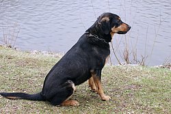 Sennenhund-Mix-002.JPG