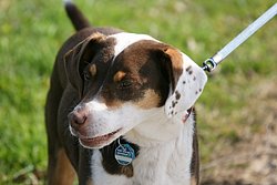Sennenhund-Mix-003.JPG