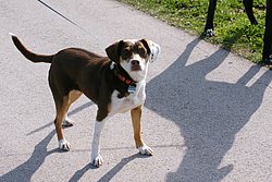 Sennenhund-Mix-004.JPG