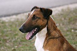 Terrier-001.JPG
