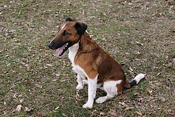 Terrier-002.JPG