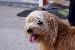 Terrier-003.JPG