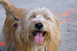Terrier-004.JPG