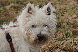 West-Highland-White-Terrier-001.JPG