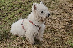 West-Highland-White-Terrier-002.JPG