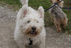 West-Highland-White-Terrier-003.JPG