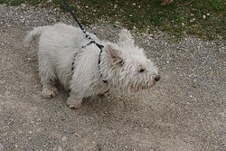 West-Highland-White-Terrier-004.JPG