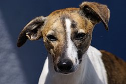 Windhund-Whippet-Mix-001.JPG