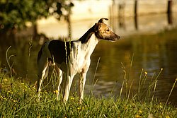 Windhund-Whippet-Mix-002.jpg