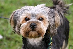 Yorkshire Terrier - 001.JPG