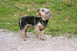 Yorkshire Terrier - 002.JPG
