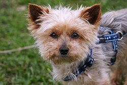 Yorkshire Terrier - 003.JPG
