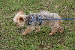 Yorkshire Terrier - 004.JPG