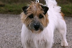 engl.Jackrussel-1.JPG