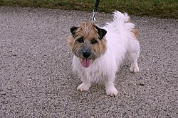 engl.Jackrussel-2.JPG
