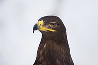 DSC06091.JPG