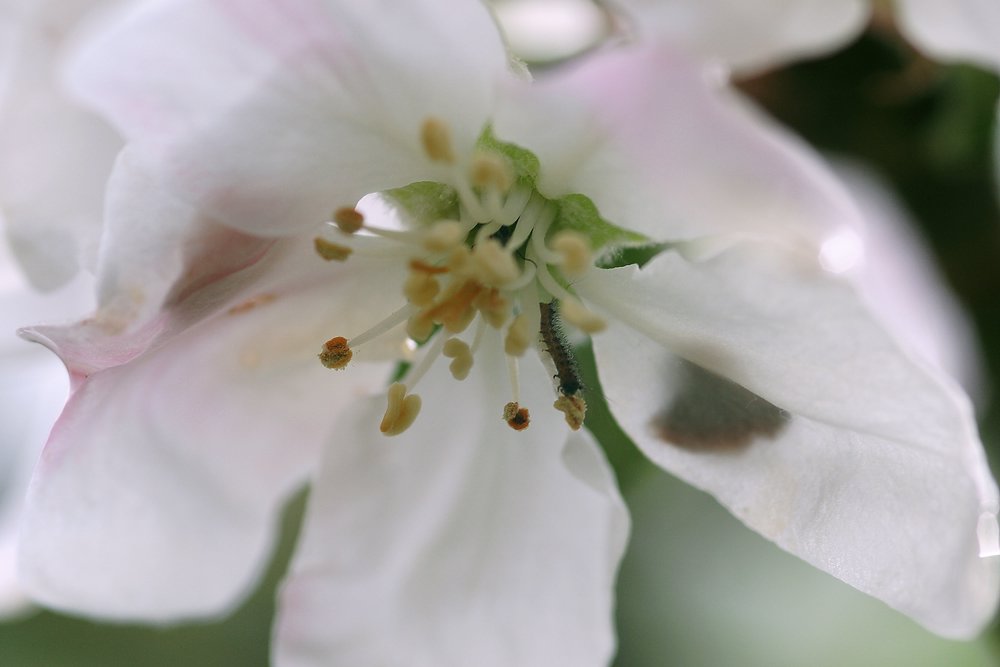 Raupe-003.JPG