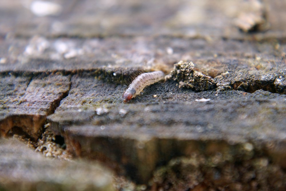 Raupe-006.JPG