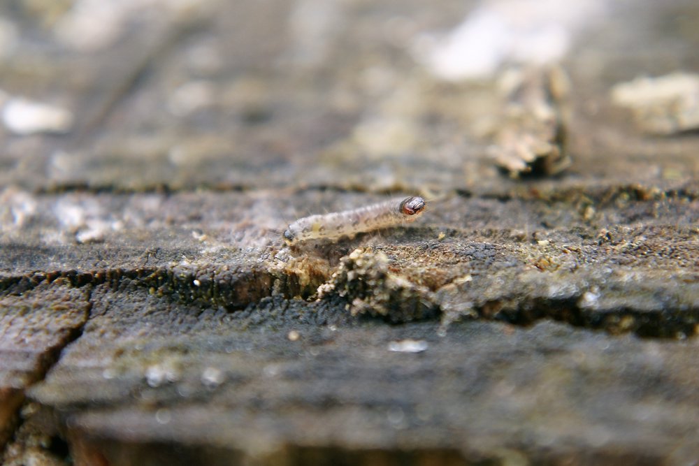 Raupe-007.JPG