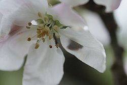 Raupe-004.JPG