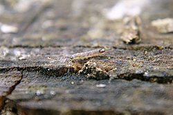 Raupe-007.JPG
