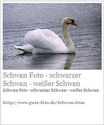 schwan.seebyseeing.JPG