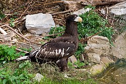 Riesenseeadler-02.jpg