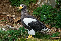 Riesenseeadler-03.jpg