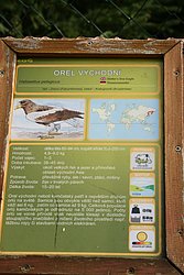 Riesenseeadler-04.JPG
