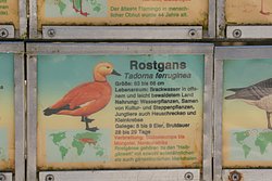 Rostgans-04.JPG
