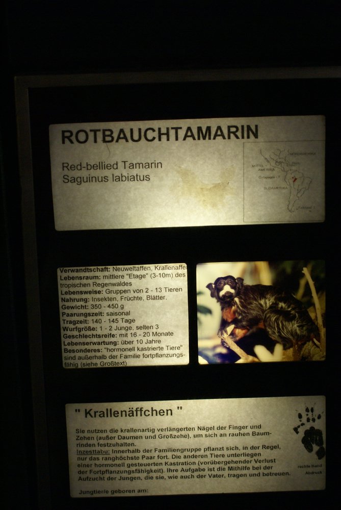 Rotbauchtamarin-6.JPG