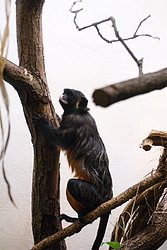 Rotbauchtamarin-1.jpg