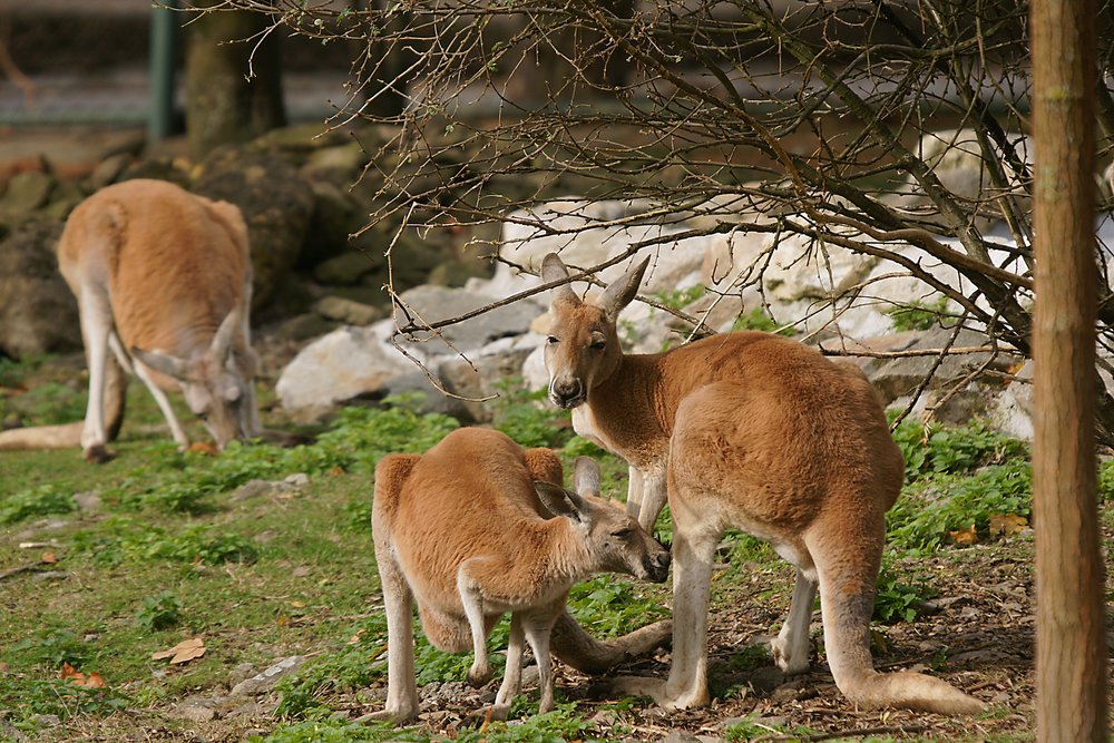Rotes-Riesenkaenguru-07.jpg