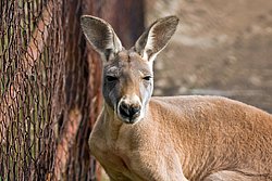 Rotes-Riesenkaenguru-03.JPG