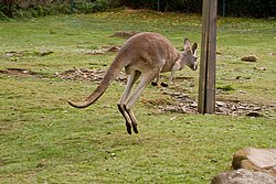 Rotes-Riesenkaenguru-04.JPG
