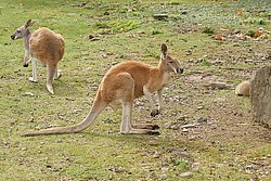 Rotes-Riesenkaenguru-05.jpg