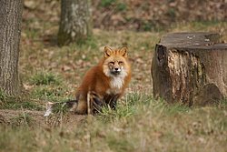 Fuch-Rot-2.JPG