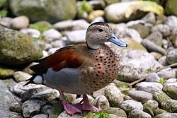 Rotschulterente-2.JPG