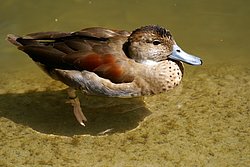 Rotschulterente-3.JPG