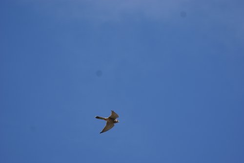 DSC06520.JPG