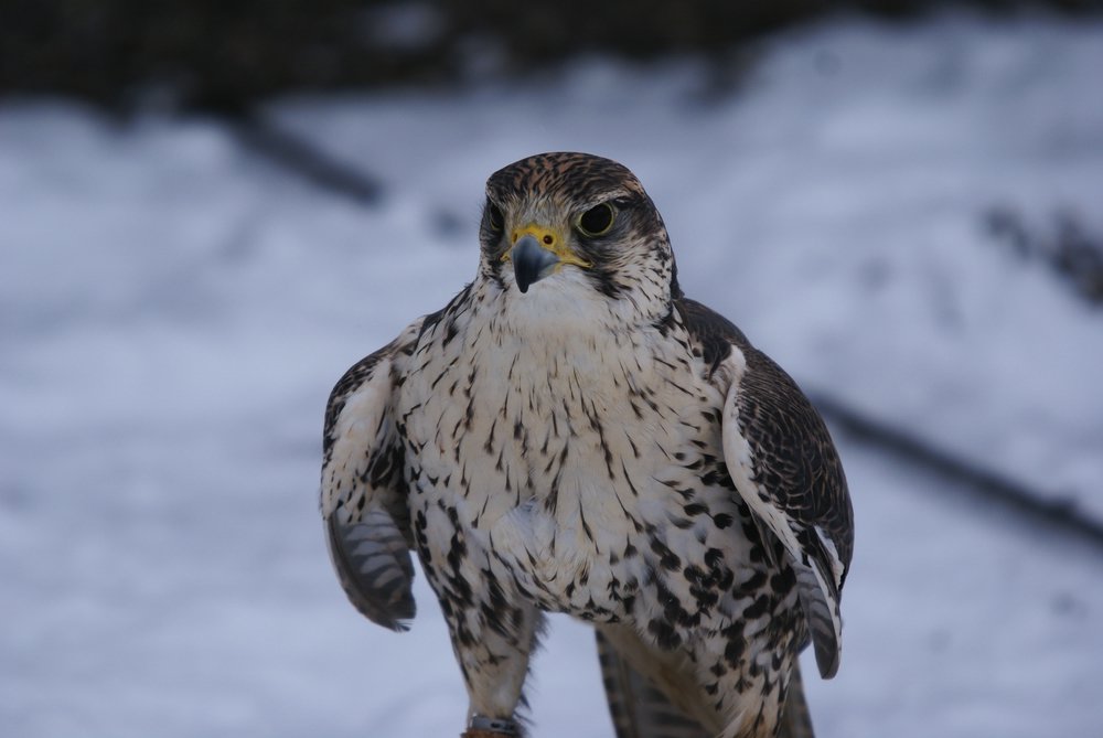 Sakerfalke-falco-cherrug-04.JPG