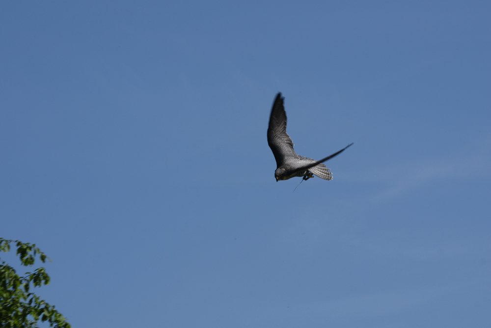 Sakerfalke-falco-cherrug-07.JPG