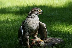 Sakerfalke-falco-cherrug-01.JPG